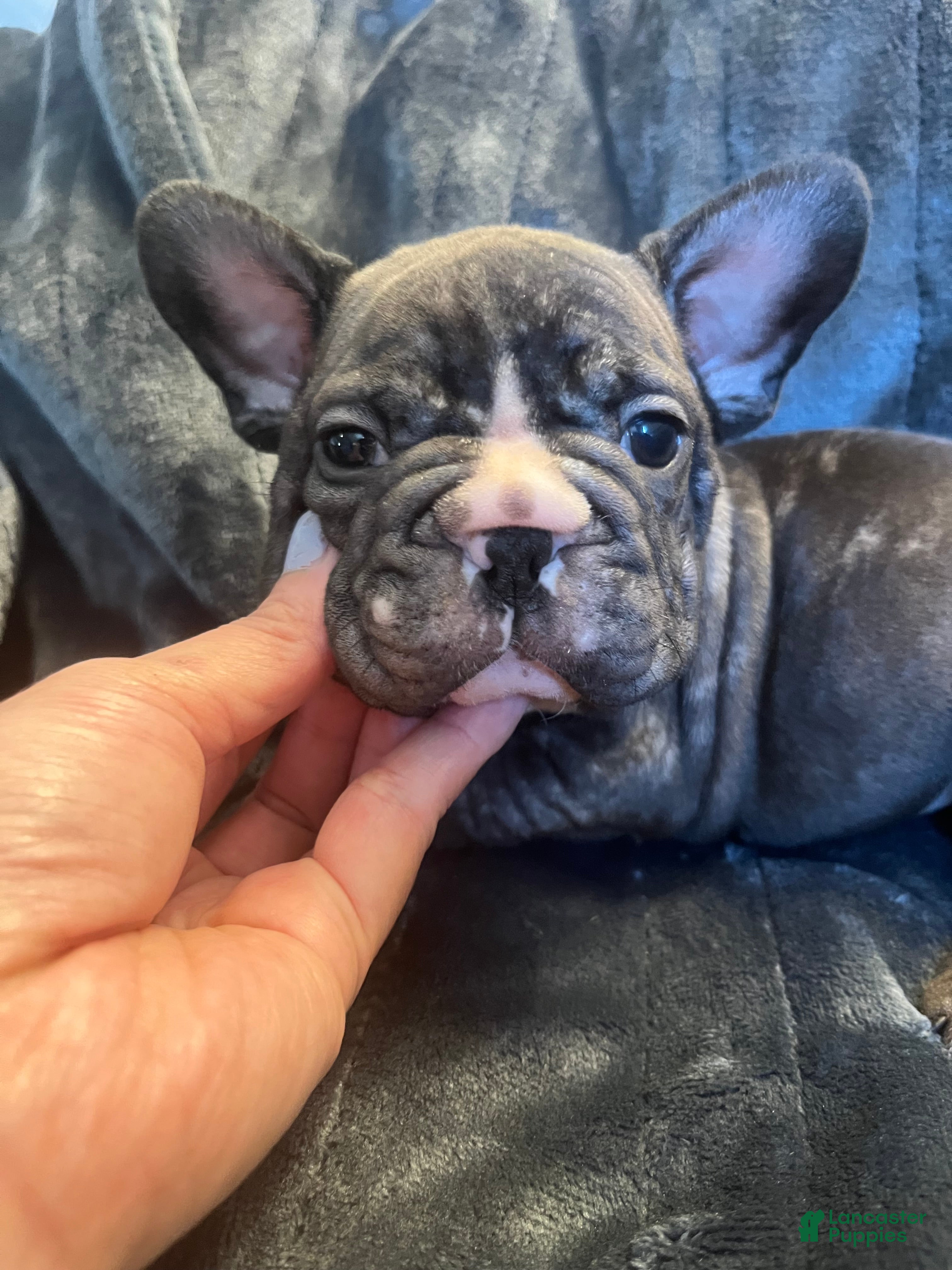 French Bulldog dogs French Bulldog 1 - Ad 40