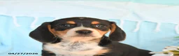 Beagle dogs for sale: Darcy - Ad 4
