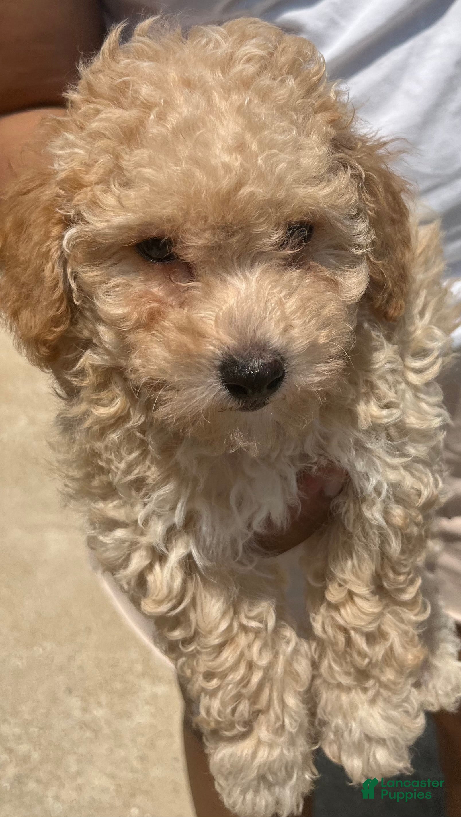 Maltipoo dogs for sale: Leo  - Ad 1