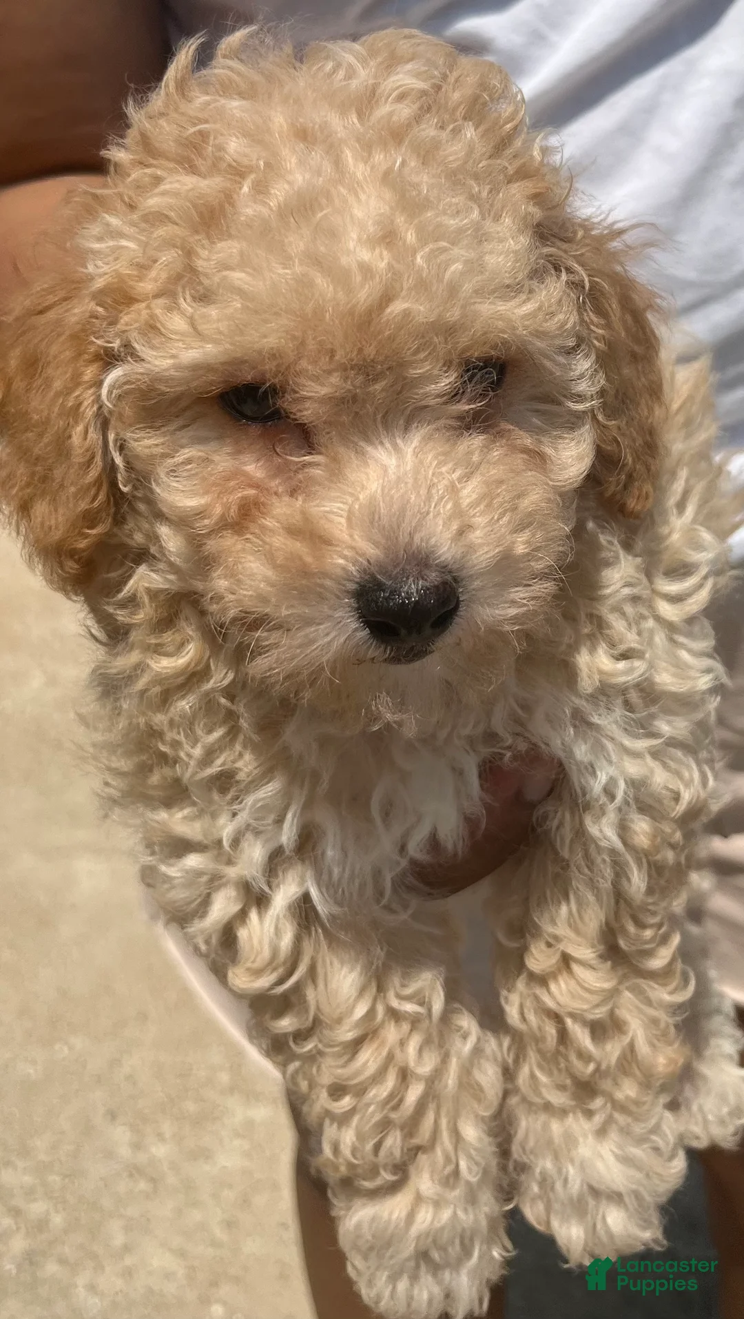 Maltipoo dogs for sale: Leo  - Ad 1