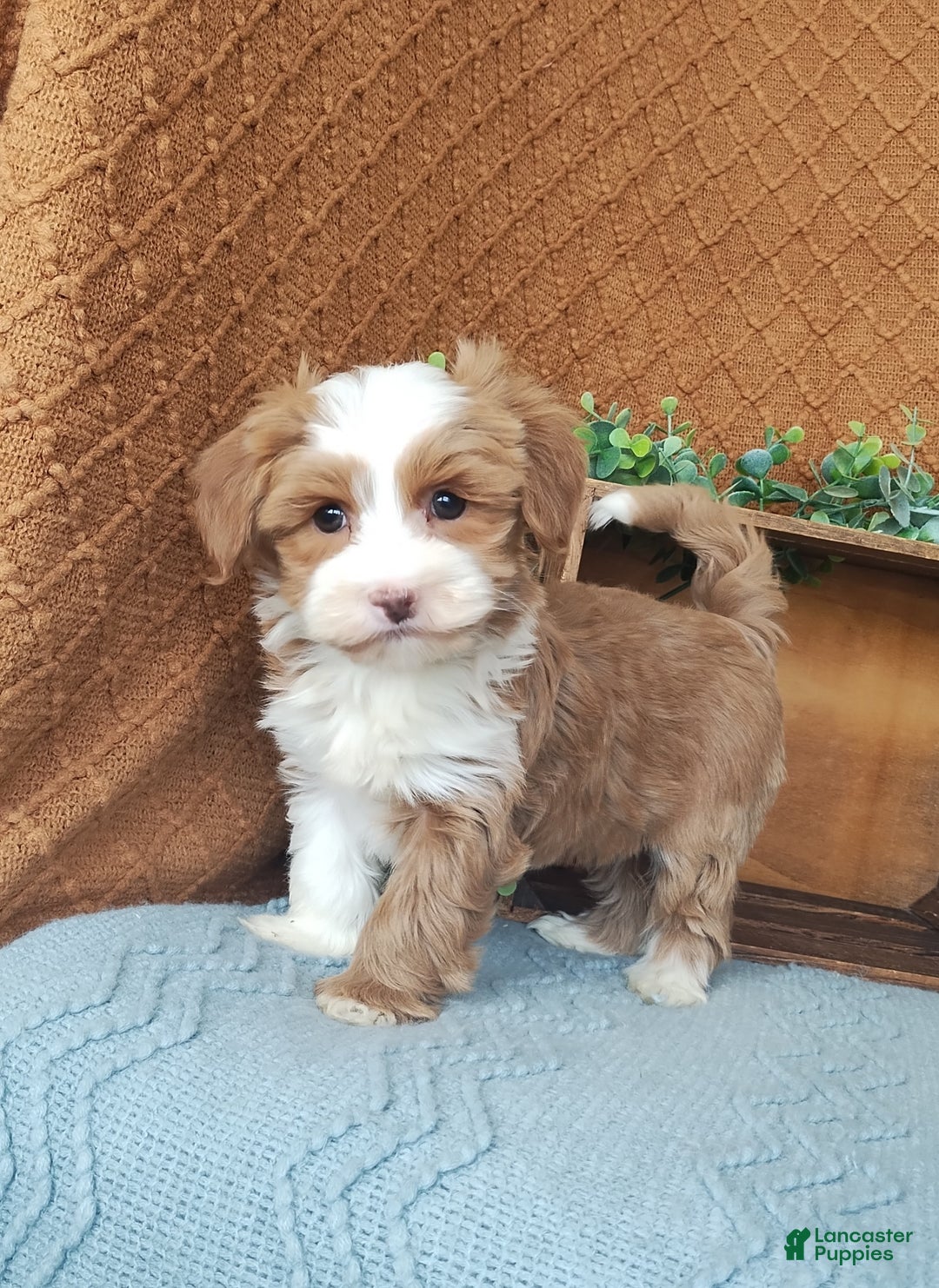Havanese dogs for sale: Hannah  - Ad 2