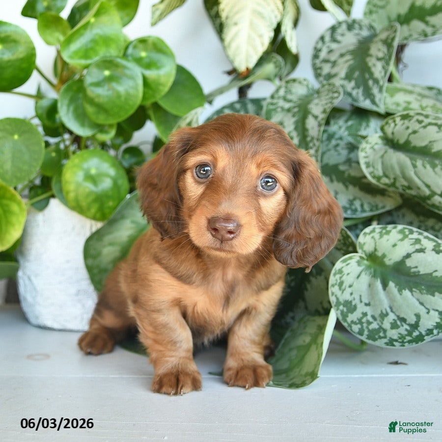 Miniature Dachshund dogs Davon  - Ad 2