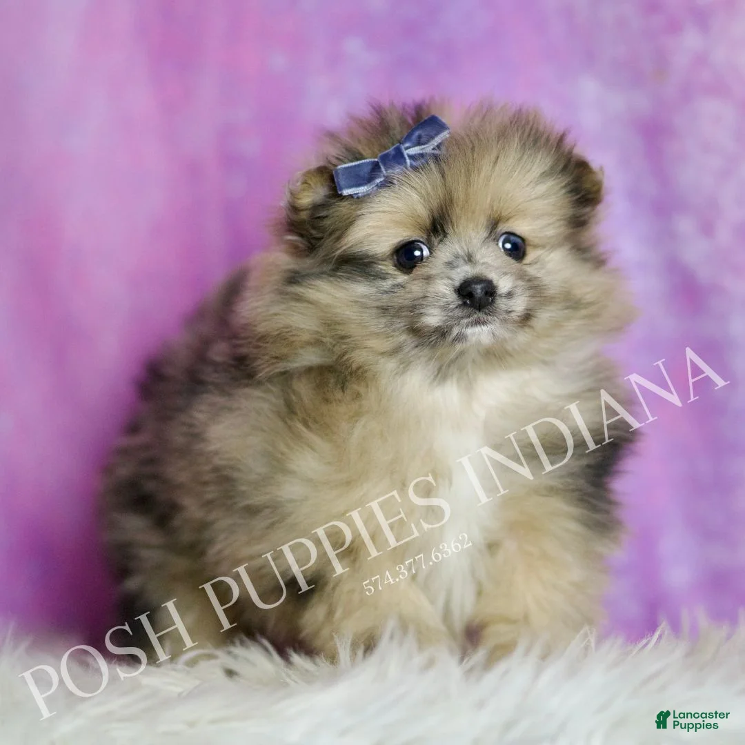 Pomeranian dogs for sale: Spot - Ad 5