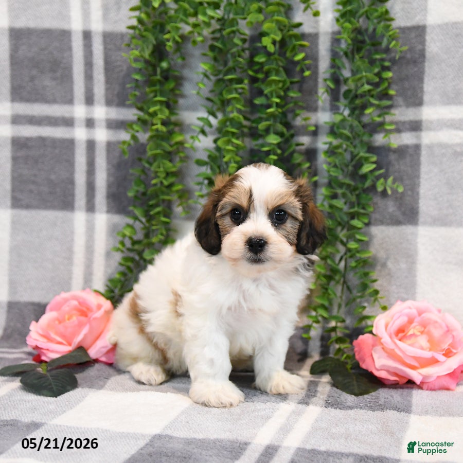 Teddy Bear dogs Skylar - Ad 2