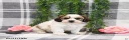 Teddy Bear dogs for sale: Skylar - Ad 2