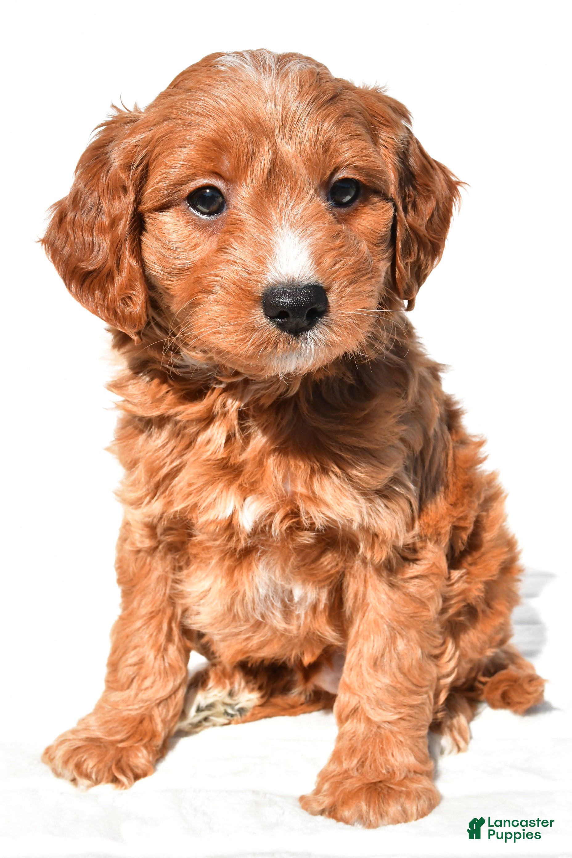 Mini Goldendoodle dogs Conner - Ad 2