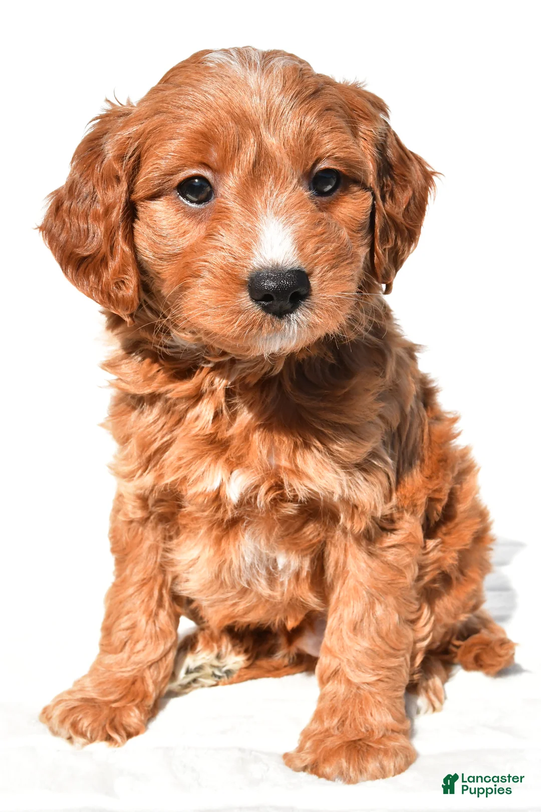 Mini Goldendoodle dogs for sale: Conner - Ad 2