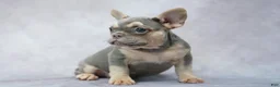 French Bulldog dogs for sale: Brianna - Ad 6