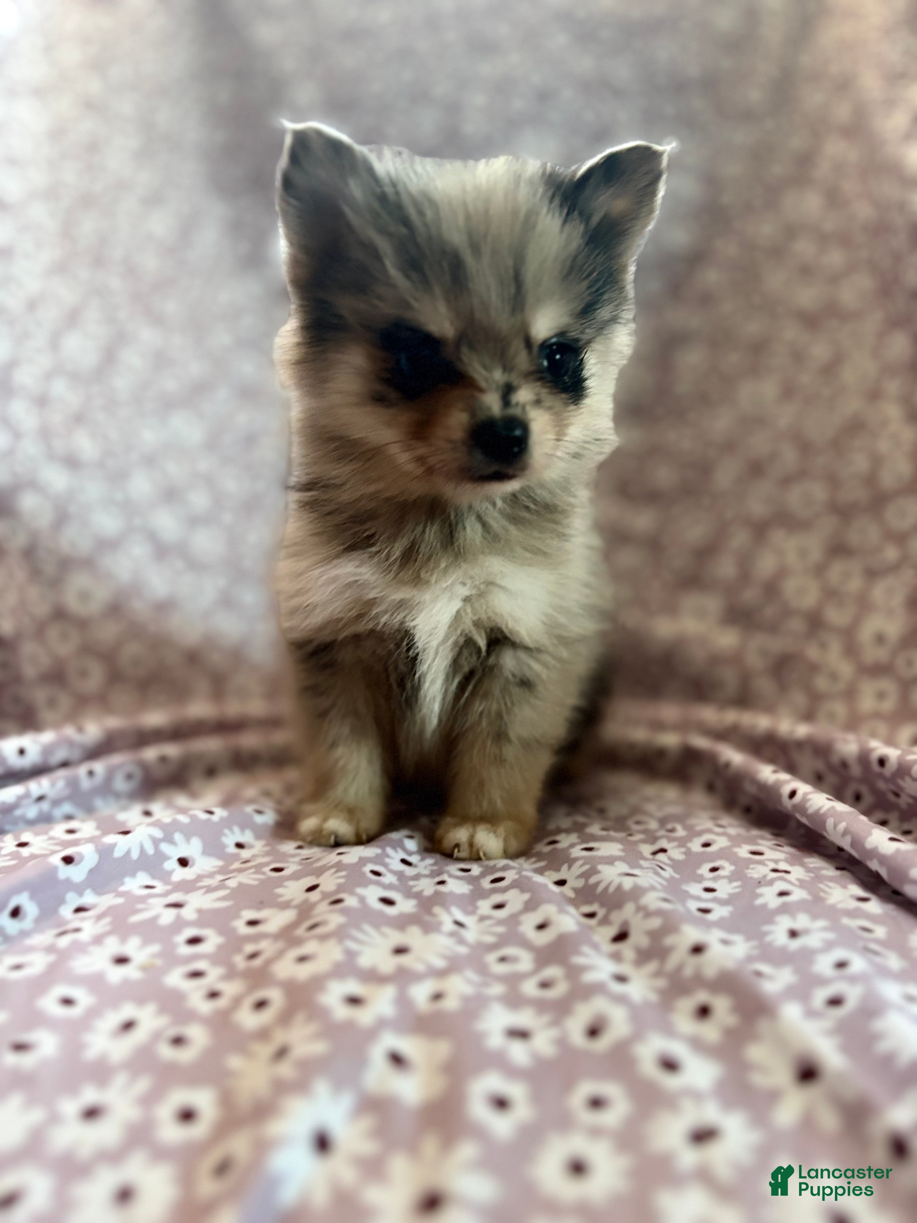 Pomsky dogs Serabi Pomsky Puppy 5 - Ad 11