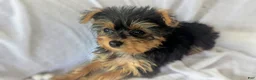 Yorkshire Terrier dogs for sale: Myia - Ad 1