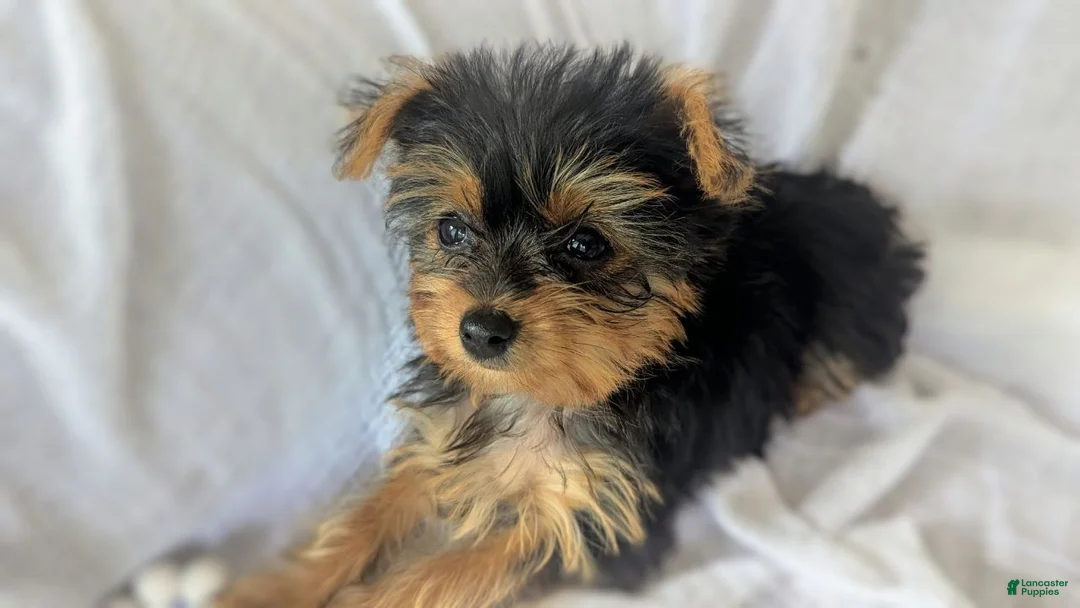 Yorkshire Terrier dogs for sale: Myia - Ad 1