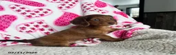 Miniature Dachshund dogs for sale: Nellie - Ad 3