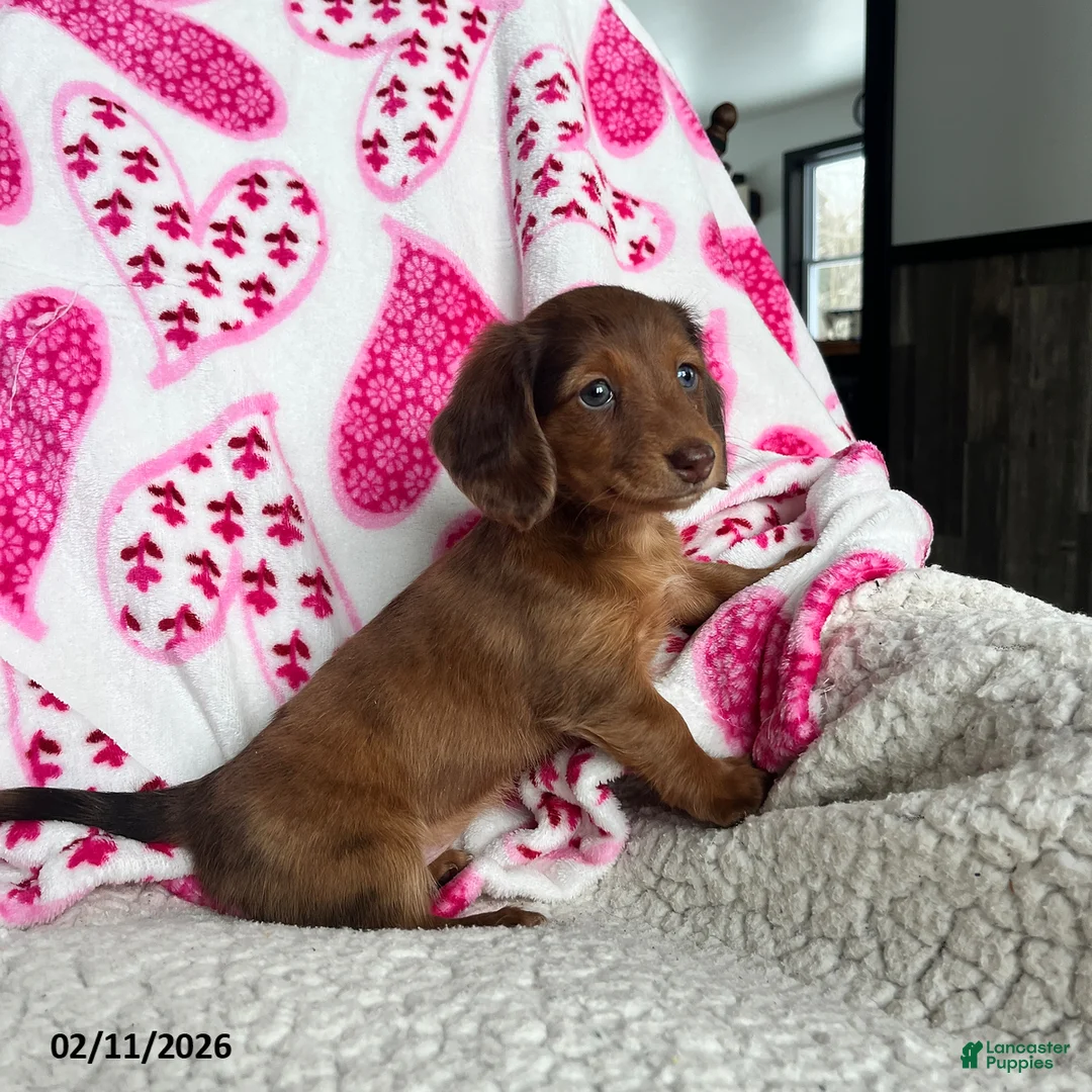Miniature Dachshund dogs for sale: Nellie - Ad 3