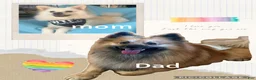 Pomeranian dogs for sale: Pomeranian 1 - Ad 5