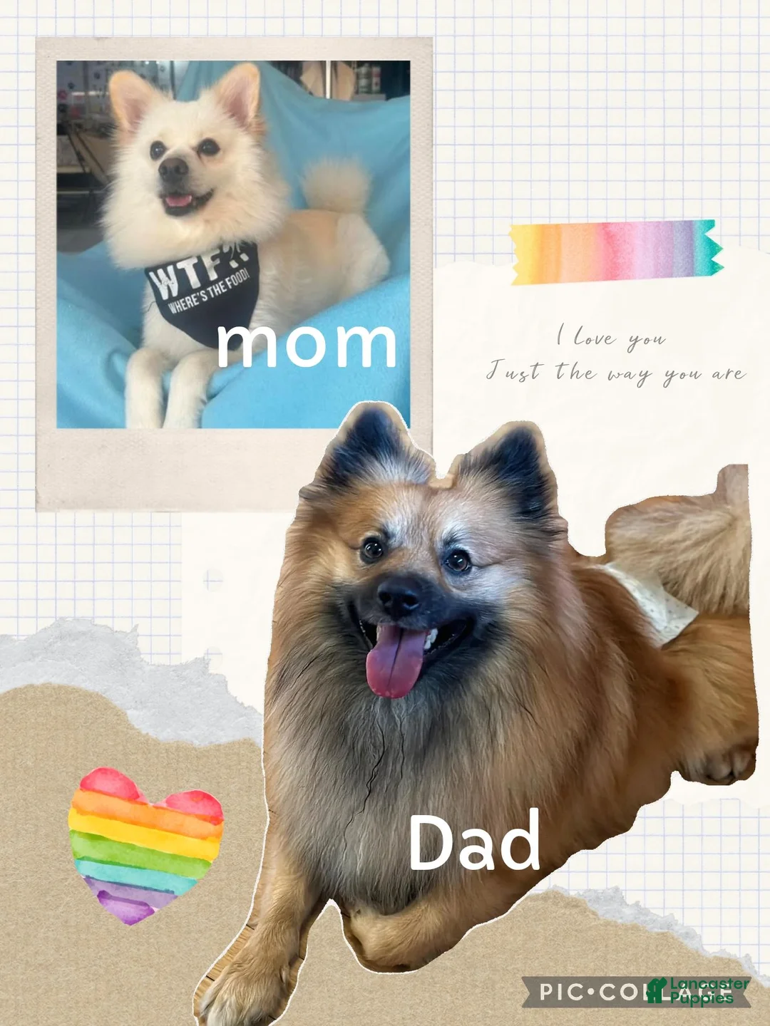 Pomeranian dogs for sale: Pomeranian 1 - Ad 5