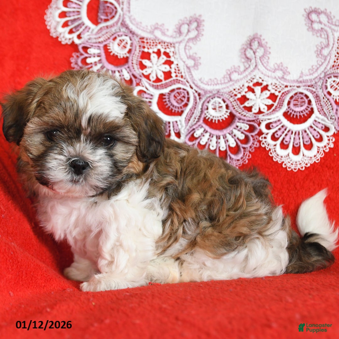 Shih Tzu dogs for sale: Yoyo - Ad 3