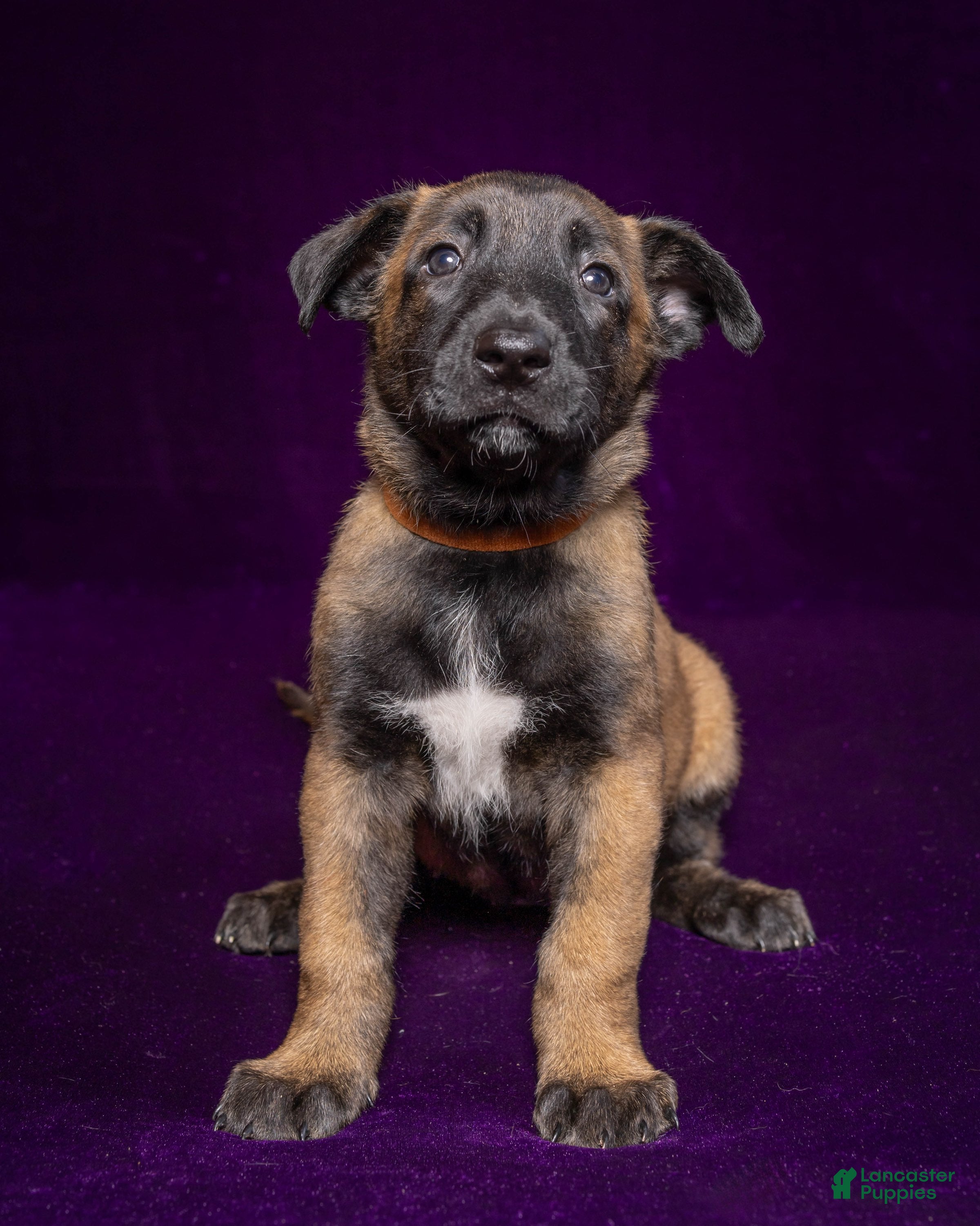 Belgian Malinois dogs Brown - Ad 25