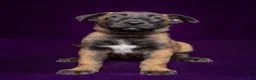 Belgian Malinois dogs for sale: Brown - Ad 1