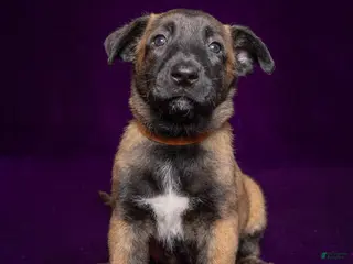 Belgian Malinois dogs Brown - Ad 25