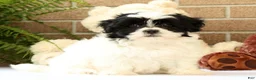 Shih Tzu dogs for sale: Willow - Ad 3