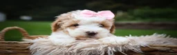 Cavachon dogs for sale: Hailey🌸 - Ad 9