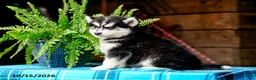 Pomsky dogs for sale: Tootsie - Ad 4