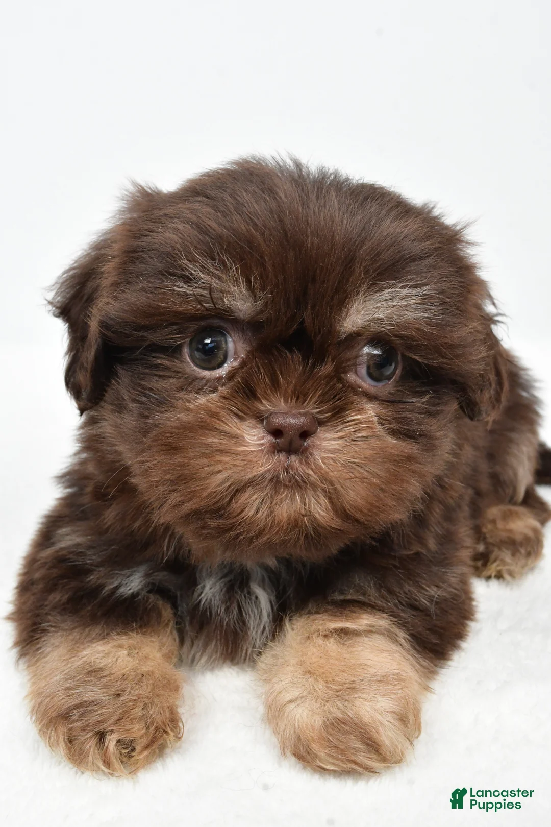 Teddy Bear dogs for sale: Diesel - Ad 1