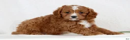 Cavapoo dogs for sale: Callie - Ad 4