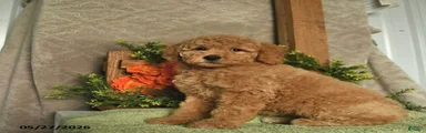Ginger  