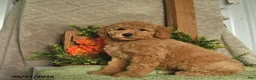Mini Goldendoodle dogs for sale: Ginger   - Ad 1