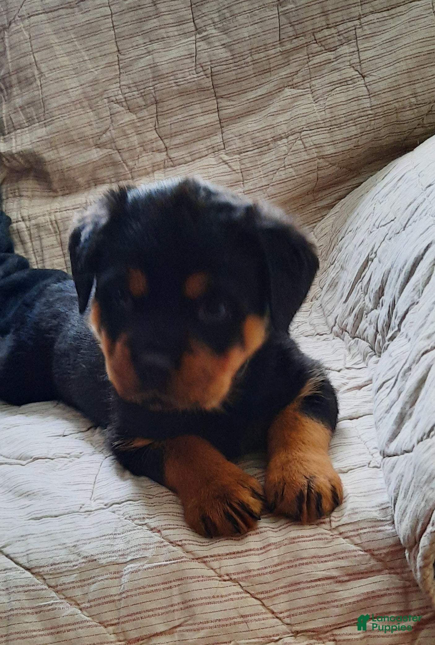 Rottweiler dogs for sale: Rottweiler Puppy 3 - Ad 3