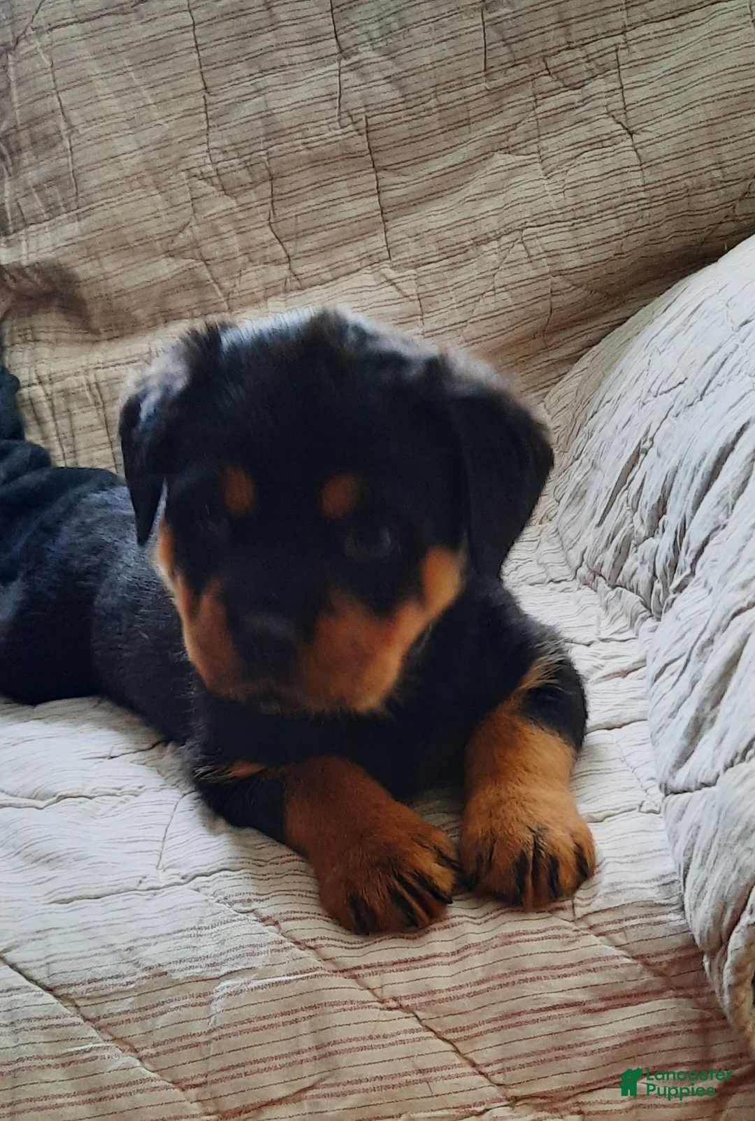 Rottweiler dogs for sale: Rottweiler Puppy 3 - Ad 1