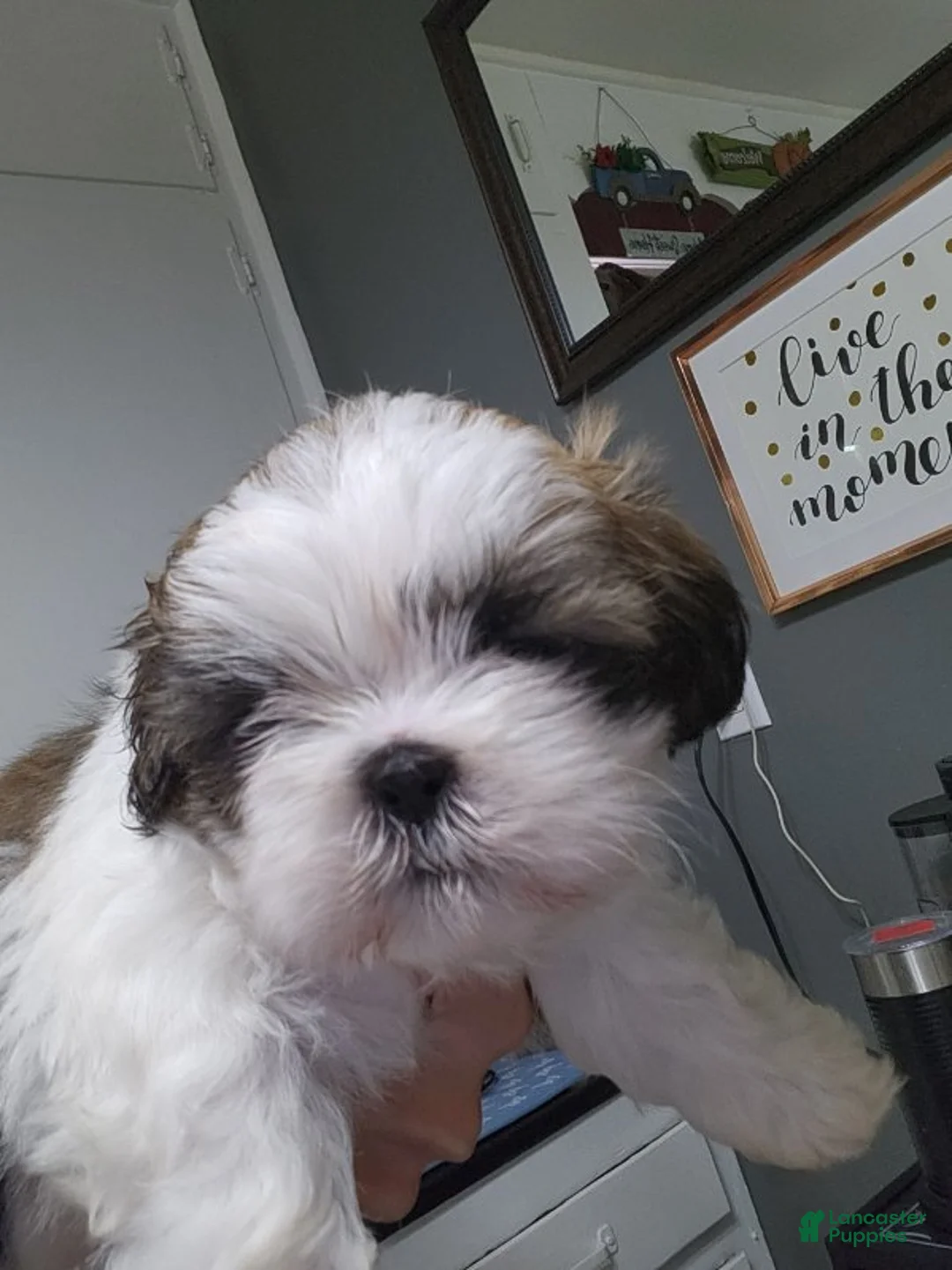 Shih Tzu dogs for sale: Shih Tzu Puppy 2 - Ad 2