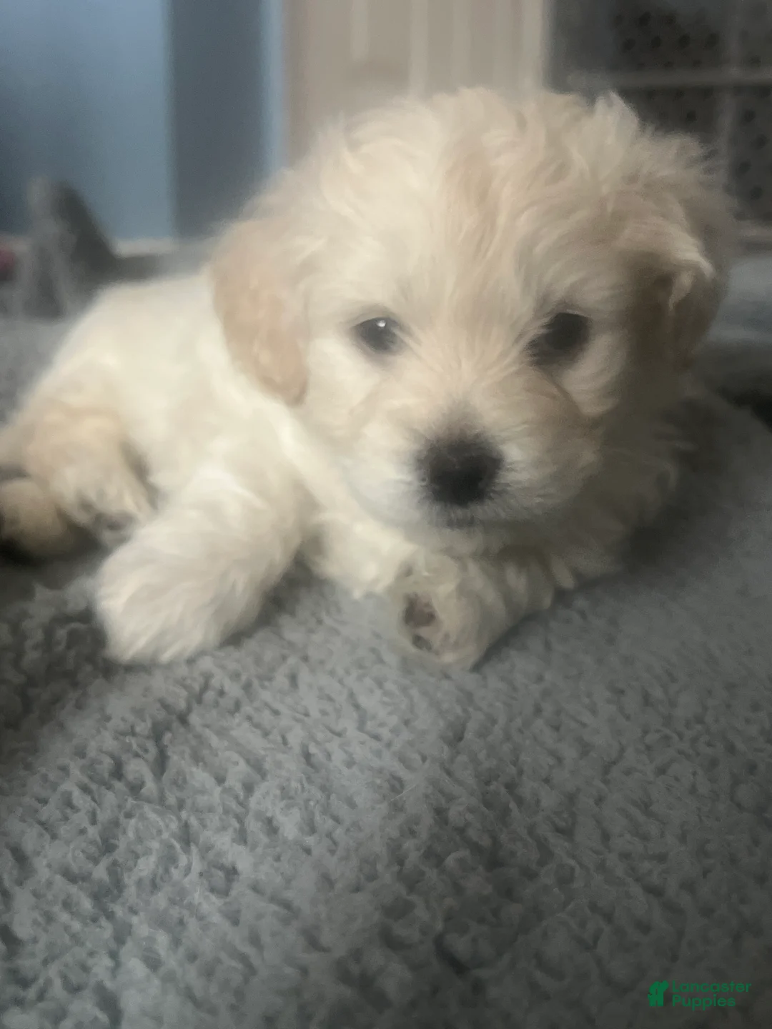 Mixed Breed dogs for sale: Violet - Ad 7