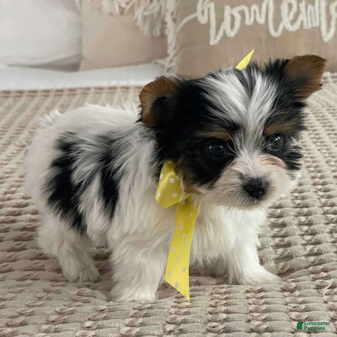 Biewer Terrier dogs for sale: Tiny Minnie - Ad 6