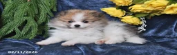 Pomeranian dogs for sale: Mason - Ad 5