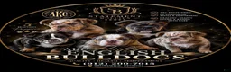 English Bulldog dogs for sale: Fluffy English bulldogs.  - Ad 1