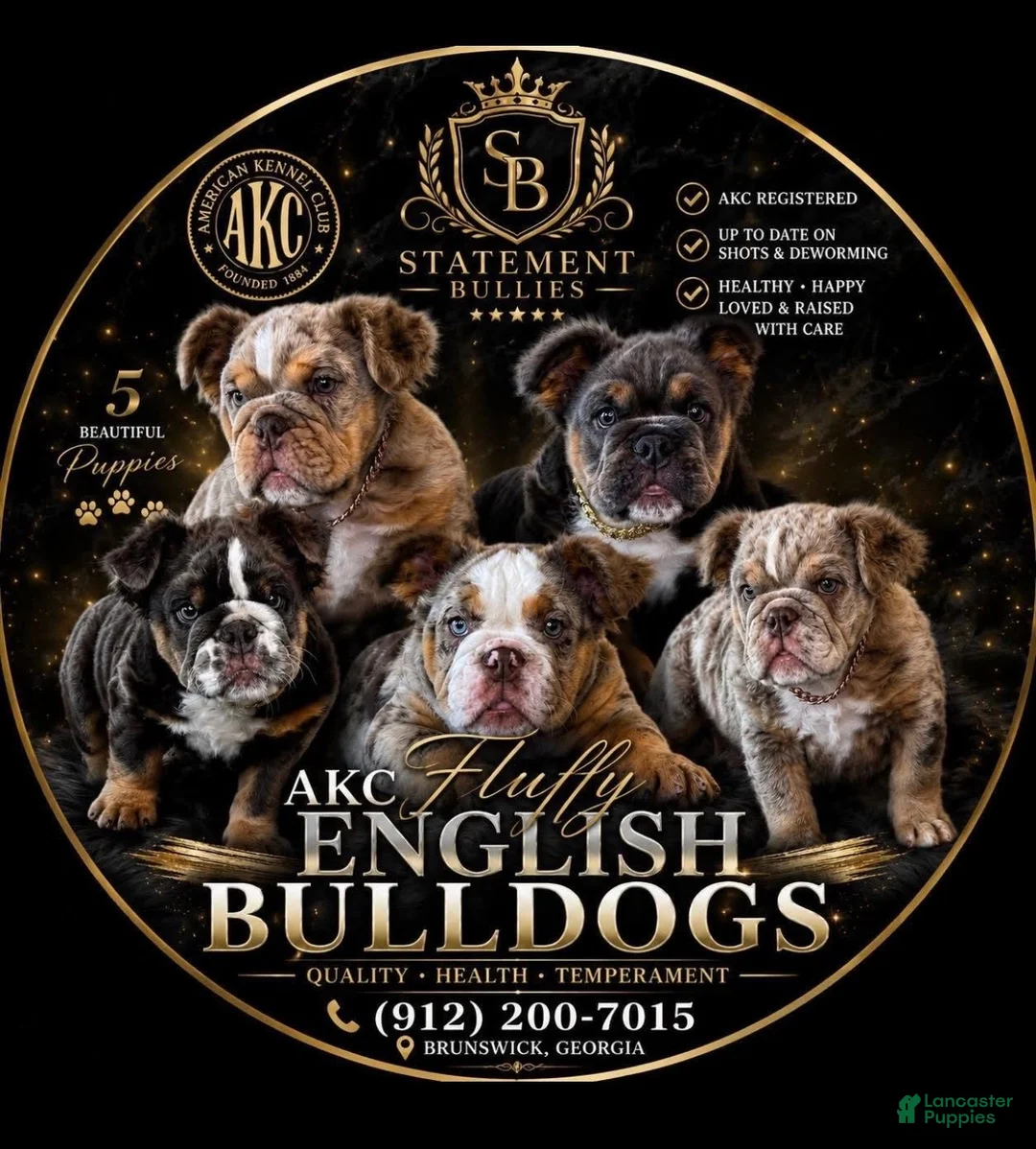 English Bulldog dogs for sale: Fluffy English bulldogs.  - Ad 1