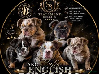 English Bulldog dogs Fluffy English bulldogs. - Ad 15