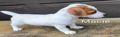 Jack Russell Terrier 4