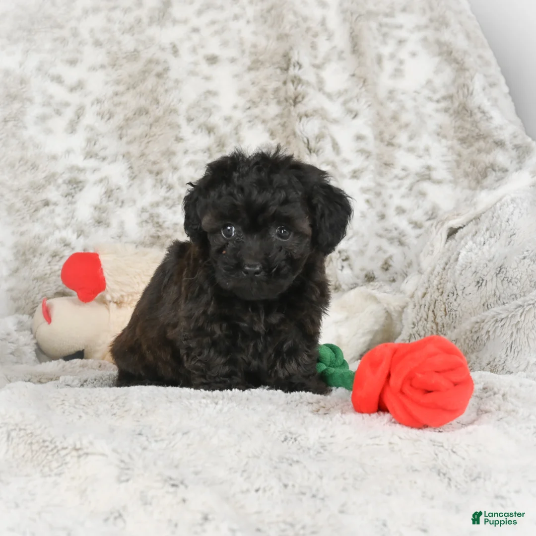 Cavapoo dogs for sale: Tulip - Ad 7