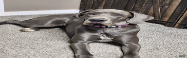 Great Dane Puppy 2