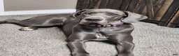 Great Dane dogs for sale: Great Dane Puppy 2 - Ad 1