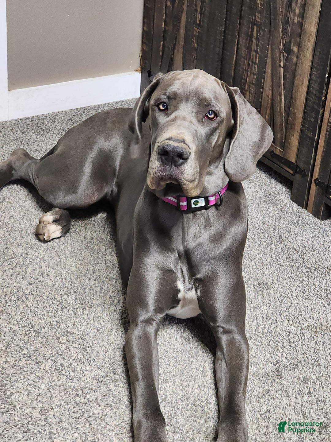 Great Dane dogs for sale: Great Dane Puppy 2 - Ad 1