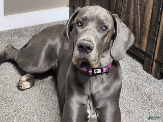 Great Dane dogs Great Dane Puppy 2 - Ad 13