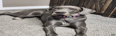 Great Dane Puppy 2