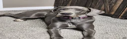 Great Dane dogs for sale: Great Dane Puppy 2 - Ad 1