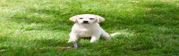 Labrador Retriever dogs for sale: Whitney  - Ad 5