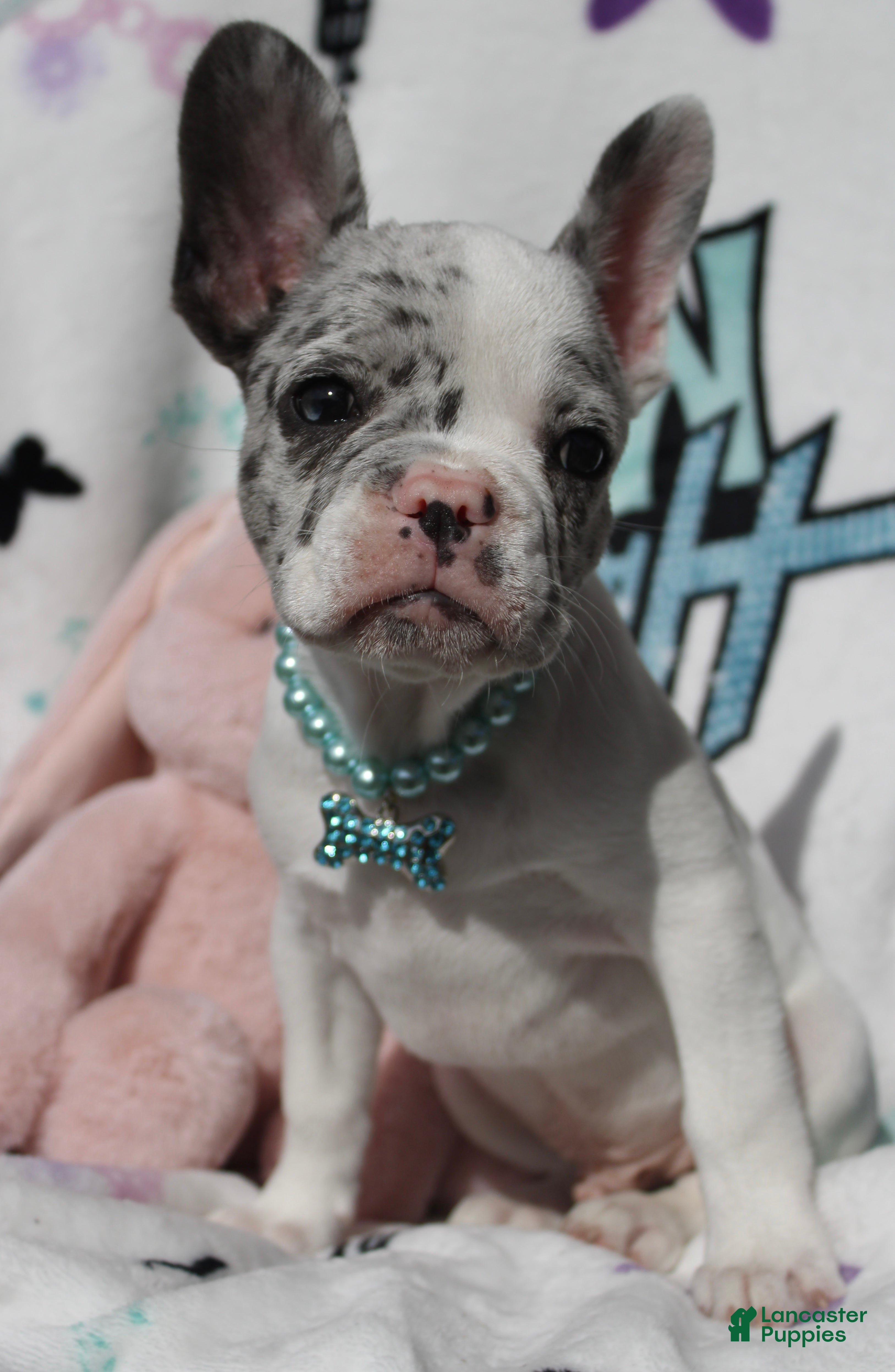 French Bulldog dogs for sale: Jackson - Ad 2
