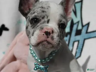 French Bulldog dogs for sale: Jackson - Ad 2